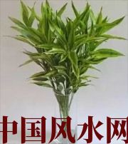 马鞍山十二生肖养什么植物最旺财运？你知道吗！